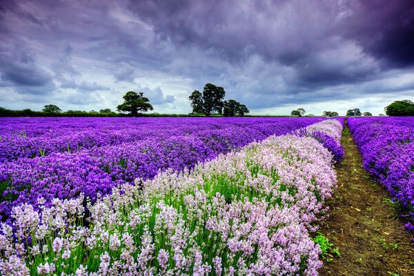 Lavendelfelder der Provence. Landschaft. Vor dem Gewitter