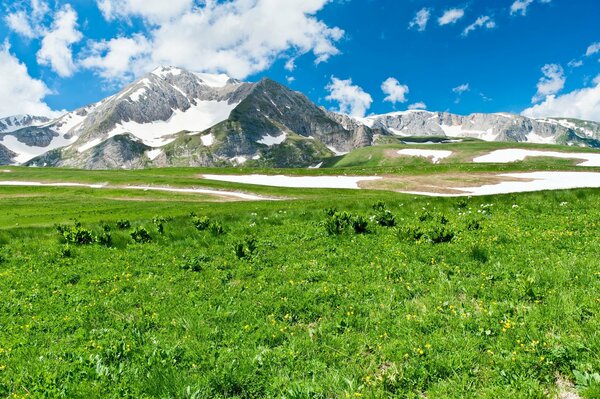 Herbe verte sur fond de montagnes enneigées