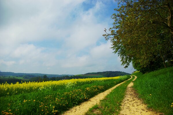 Der Weg entlang des Waldes und des Rapsfeldes