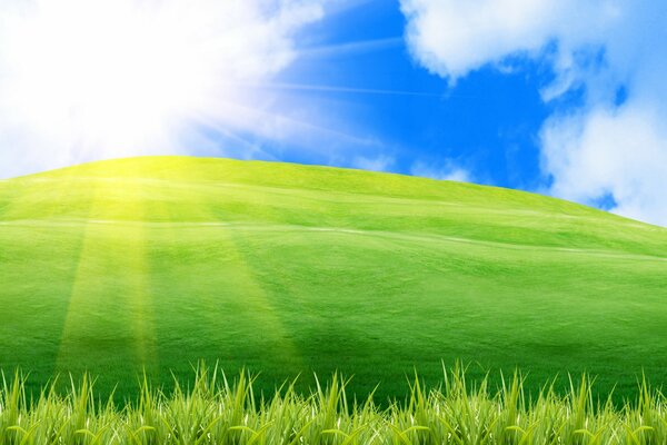 Paysage positif de l herbe verte et le ciel bleu