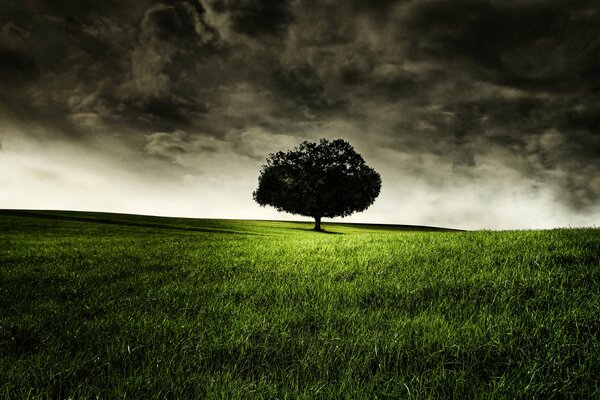 Albero solitario su un prato verde contro un cielo tempestoso