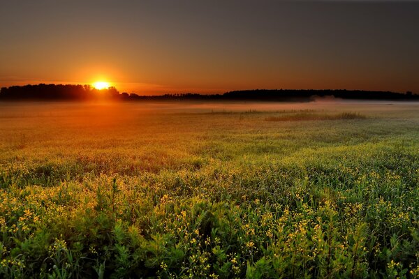 El sol naciente sobre el campo verde