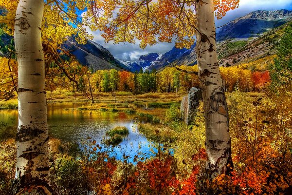 Natur des Herbstes. birken am Teich