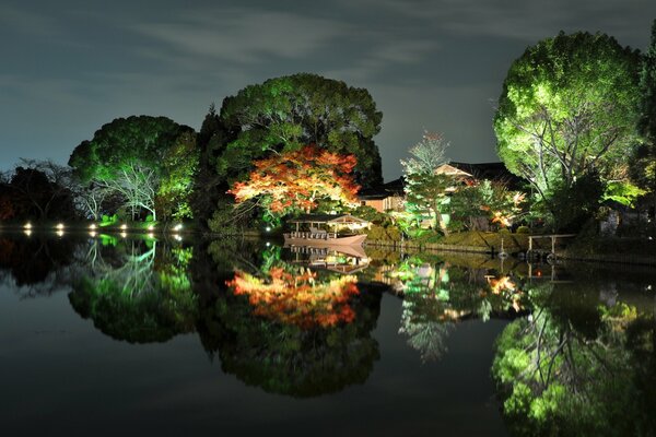 Árboles iluminados junto al río por la noche