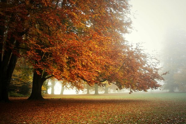 Matin brumeux dans un parc d automne parsemé de feuilles mortes lumineuses