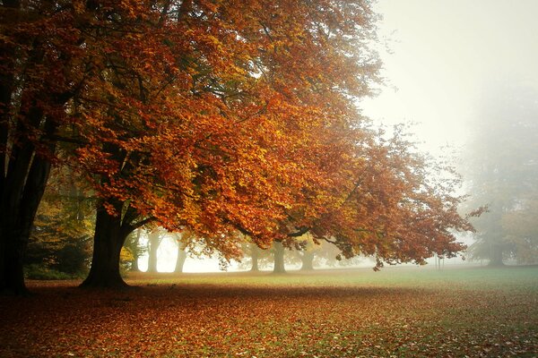 Mattina nebbiosa in un parco autunnale disseminato di foglie cadute luminose