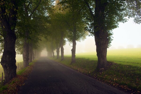 Jesienne drzewa wzdłuż mglistej drogi