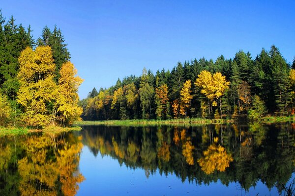 Natur des Herbstes im Wald am See