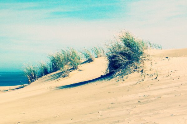 Spiaggia di sabbia di mare con erba