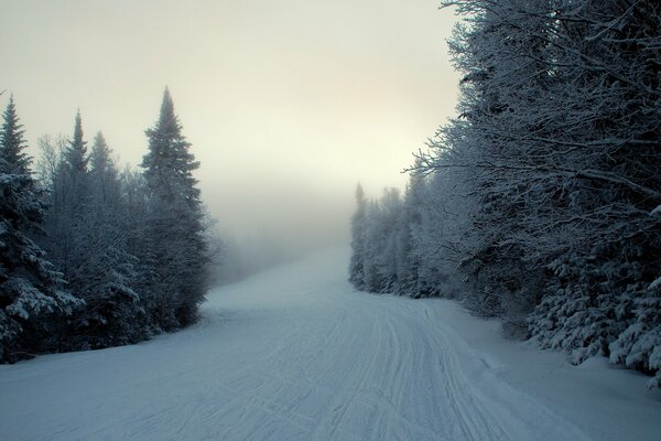 Mangé dans le brouillard sur la route en hiver