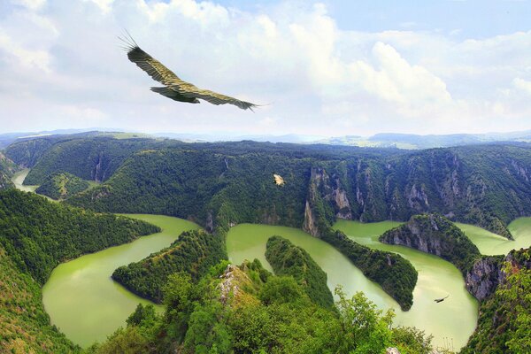 Adler. schwebt am Himmel über den Kurven eines Flussbettes, das zwischen bewaldeten Bergen fließt