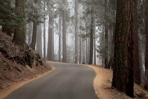 Кривая дорога в сосновом лесу