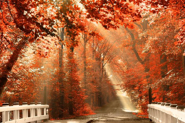 Weiße Brücke im herbstlichen roten Wald mit Sonnenstrahlen