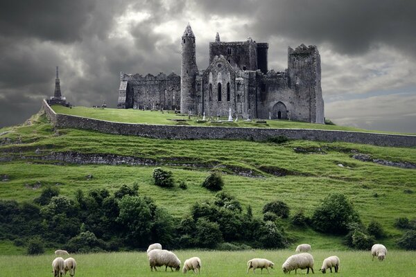 Sheep graze on the background of an ancient castle