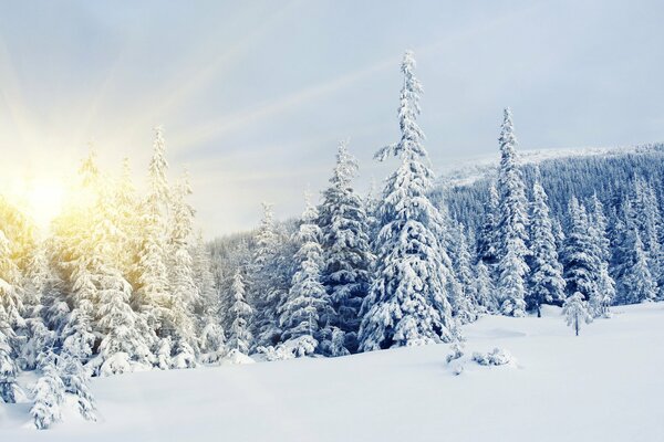 Wald Wintermärchen