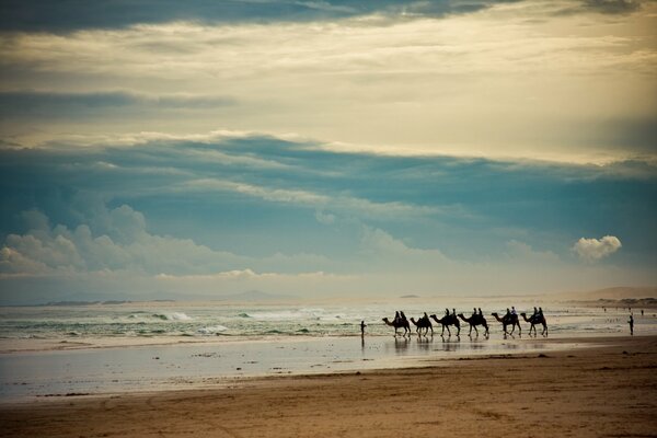 Paysage mer vagues chameaux