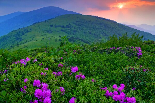 Fleurs lilas en vert dans les montagnes