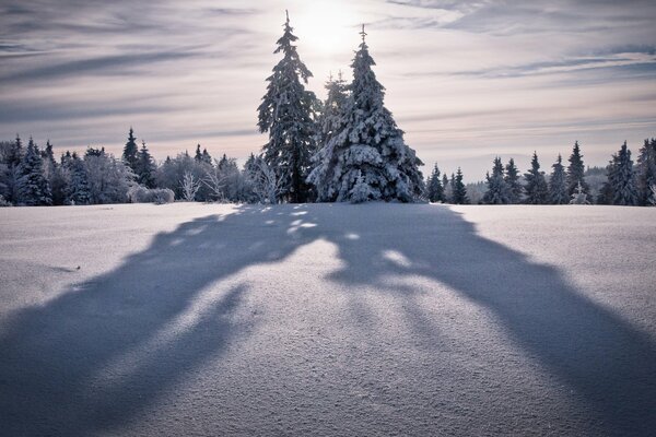 Abeti in montagna coperti di neve