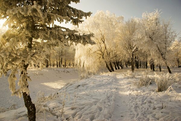 Winterwald mit Bäumen im Frost. Ein Weg, der zu den Bäumen führt