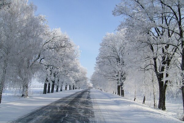 Un camino de invierno en el que crecen árboles cubiertos de INI