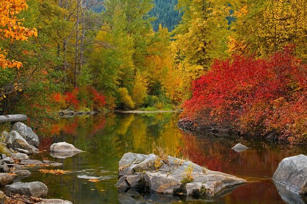 River and bright trees in the autumn forest