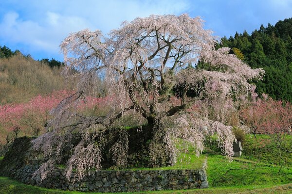 Schöne blühende Sakura im Frühling