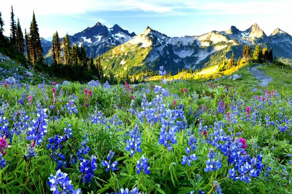 Campo di lavanda vicino alle montagne della Francia