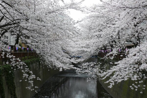 Parc japonais avec fleurs de cerisier