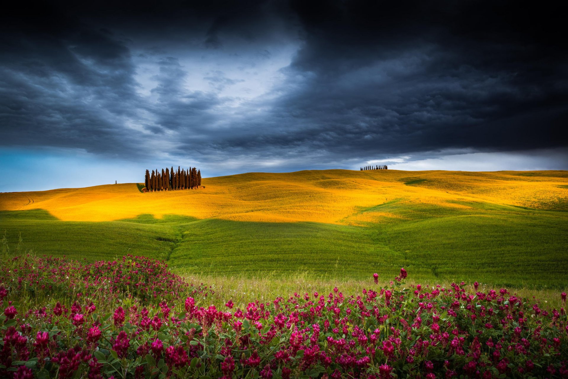 feld blumen bäume natur