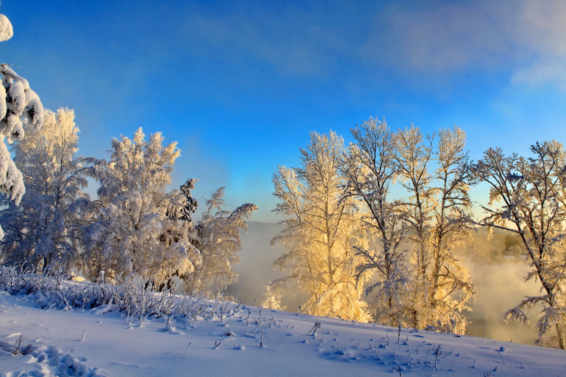 hiver neige buissons brouillard nature photo