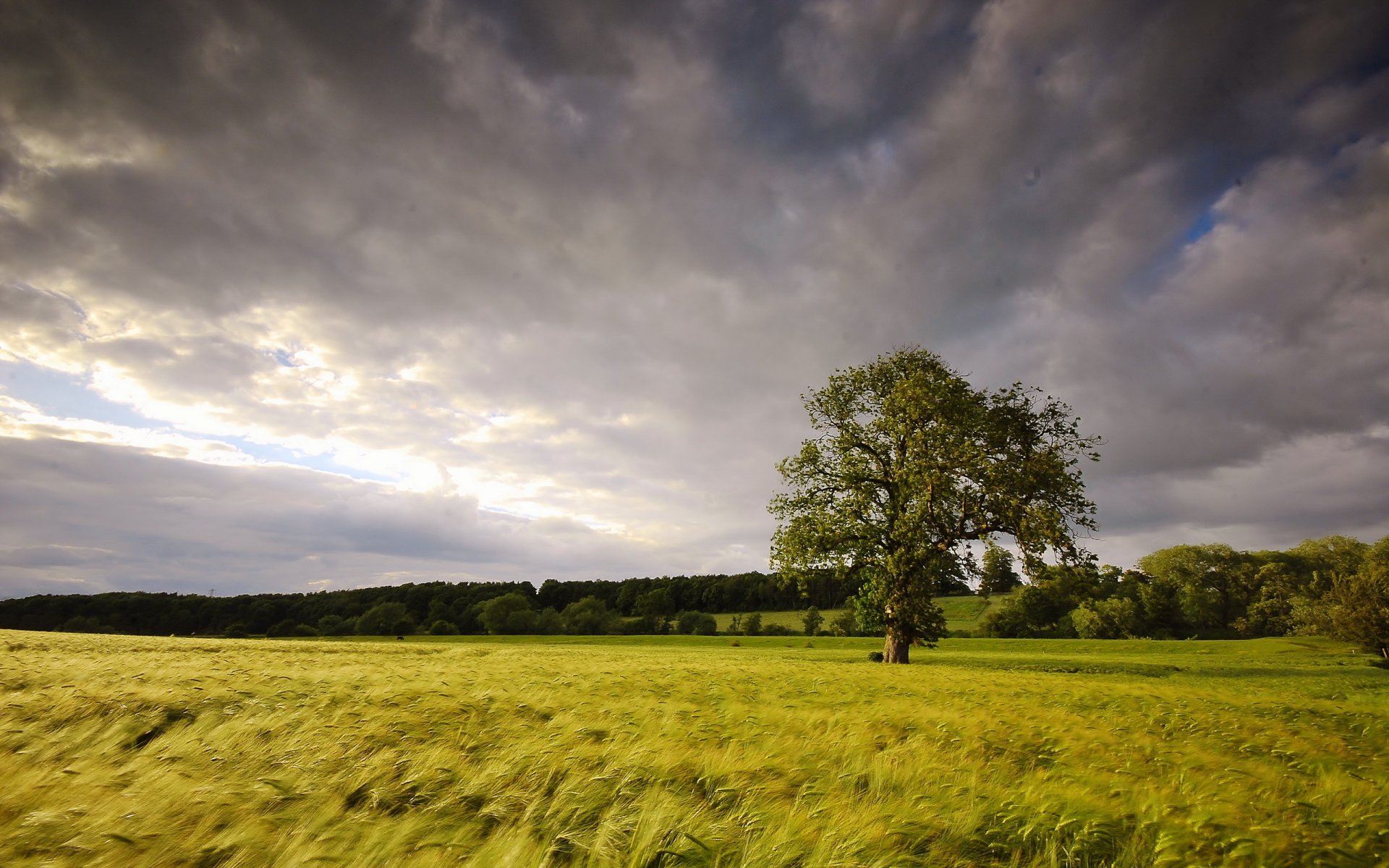 the field tree summer landscape