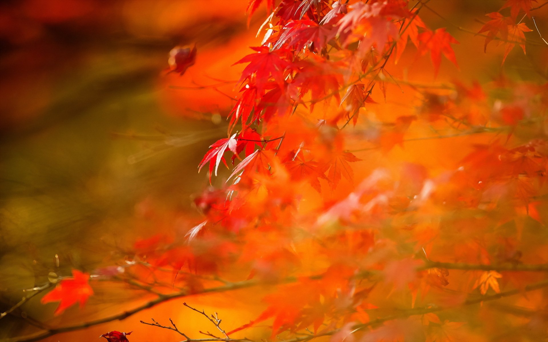 blätter herbst natur