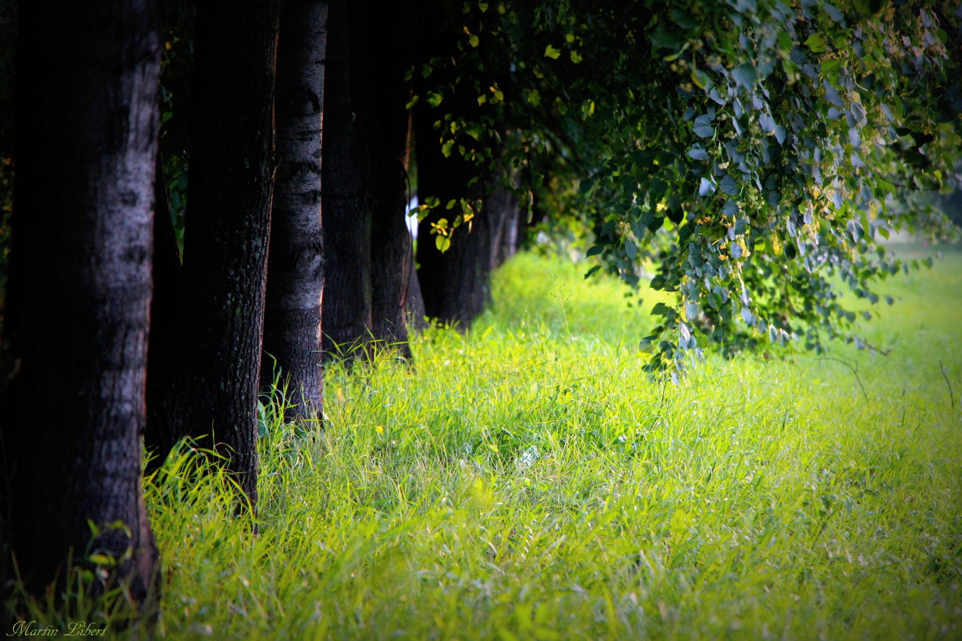 tree alley grass trunks foliage