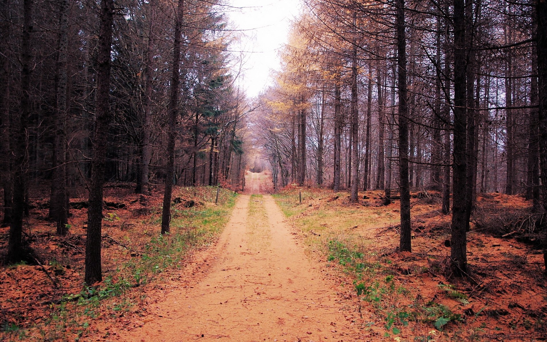 automne forêt route