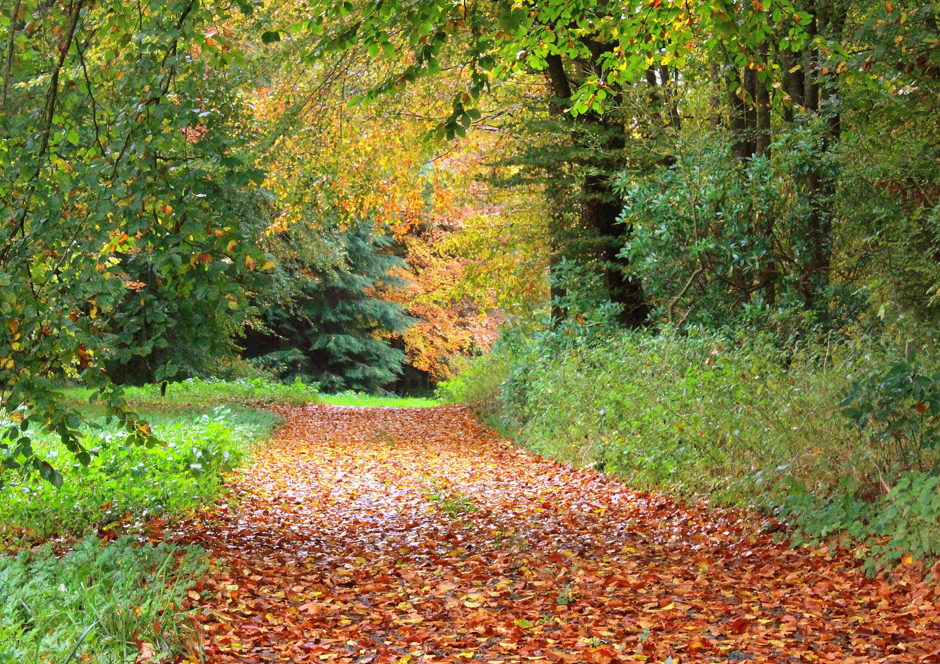 autunno sentiero fogliame alberi