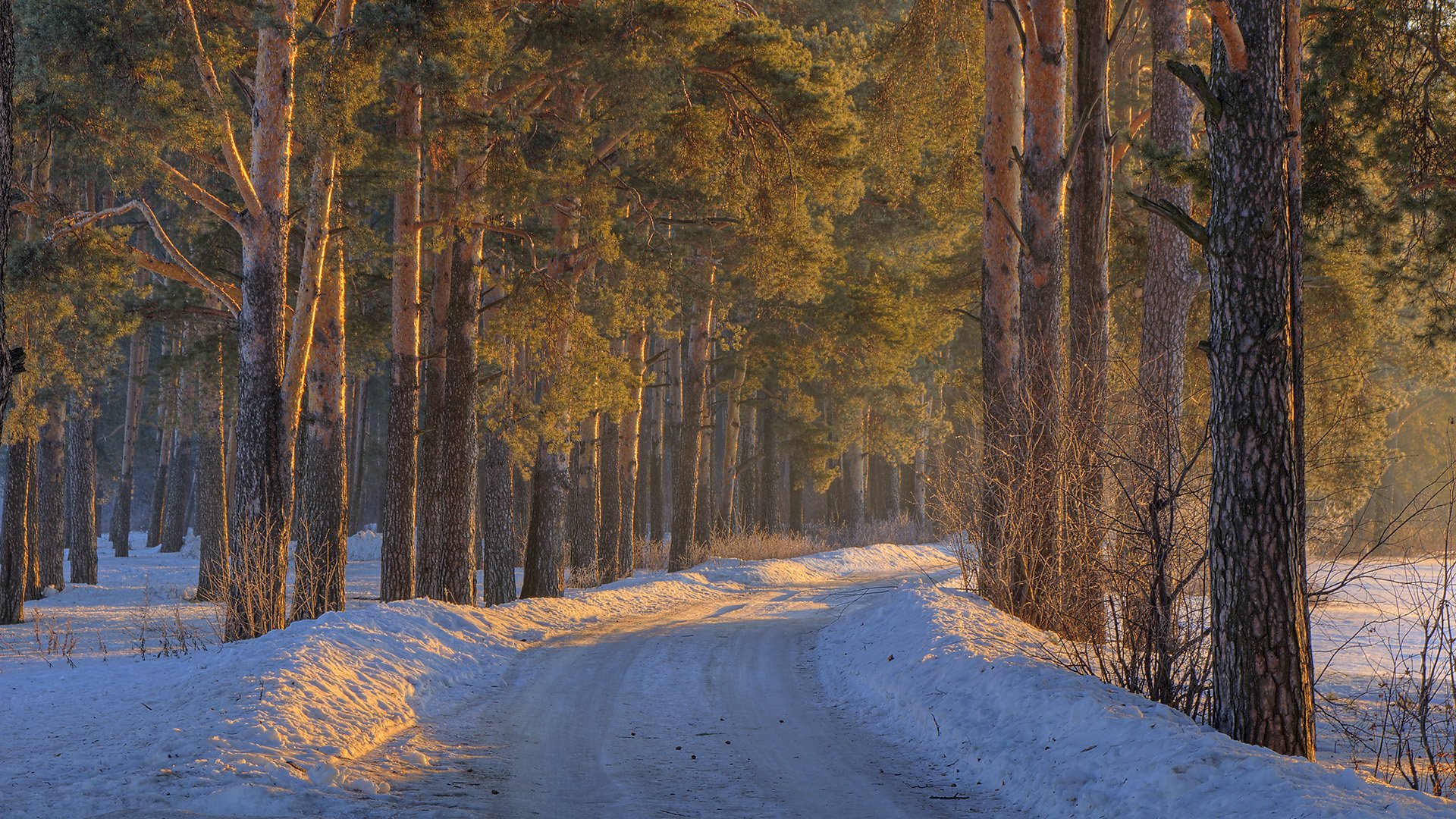 winter forest snowdrift snow road tree