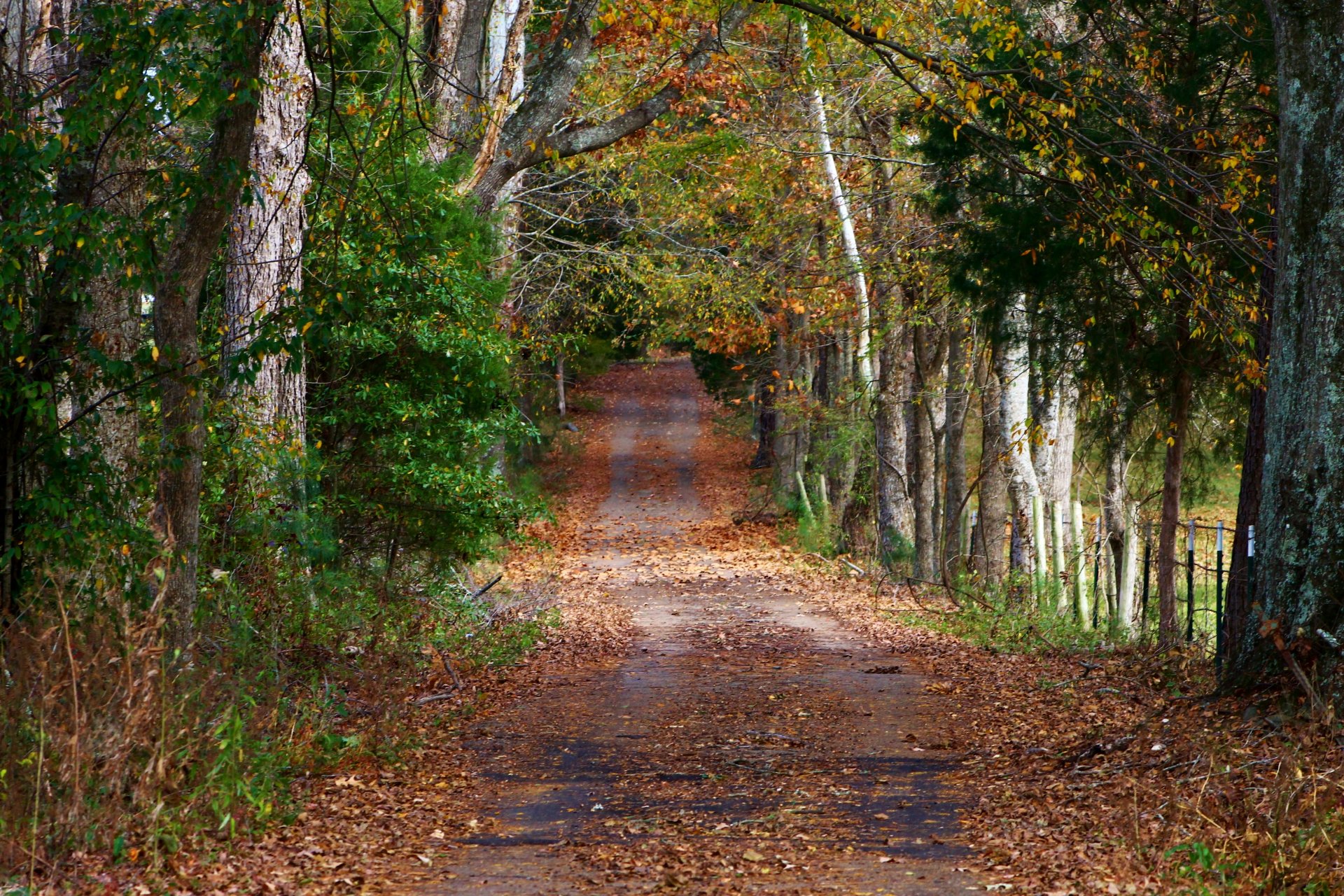 forêt arbres route feuillage calme