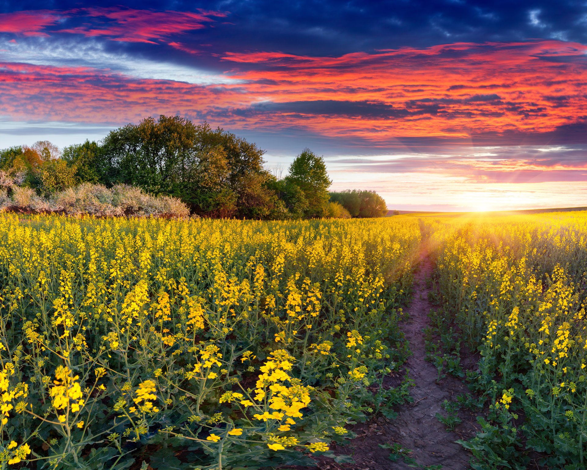 naturaleza paisaje campo flores camino puesta de sol