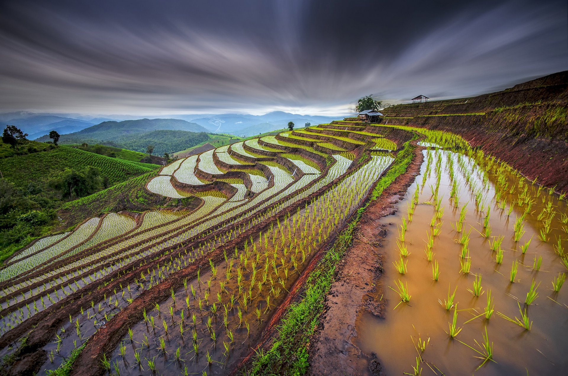 tailandia campos de arroz brotes pendientes agua cielo extracto