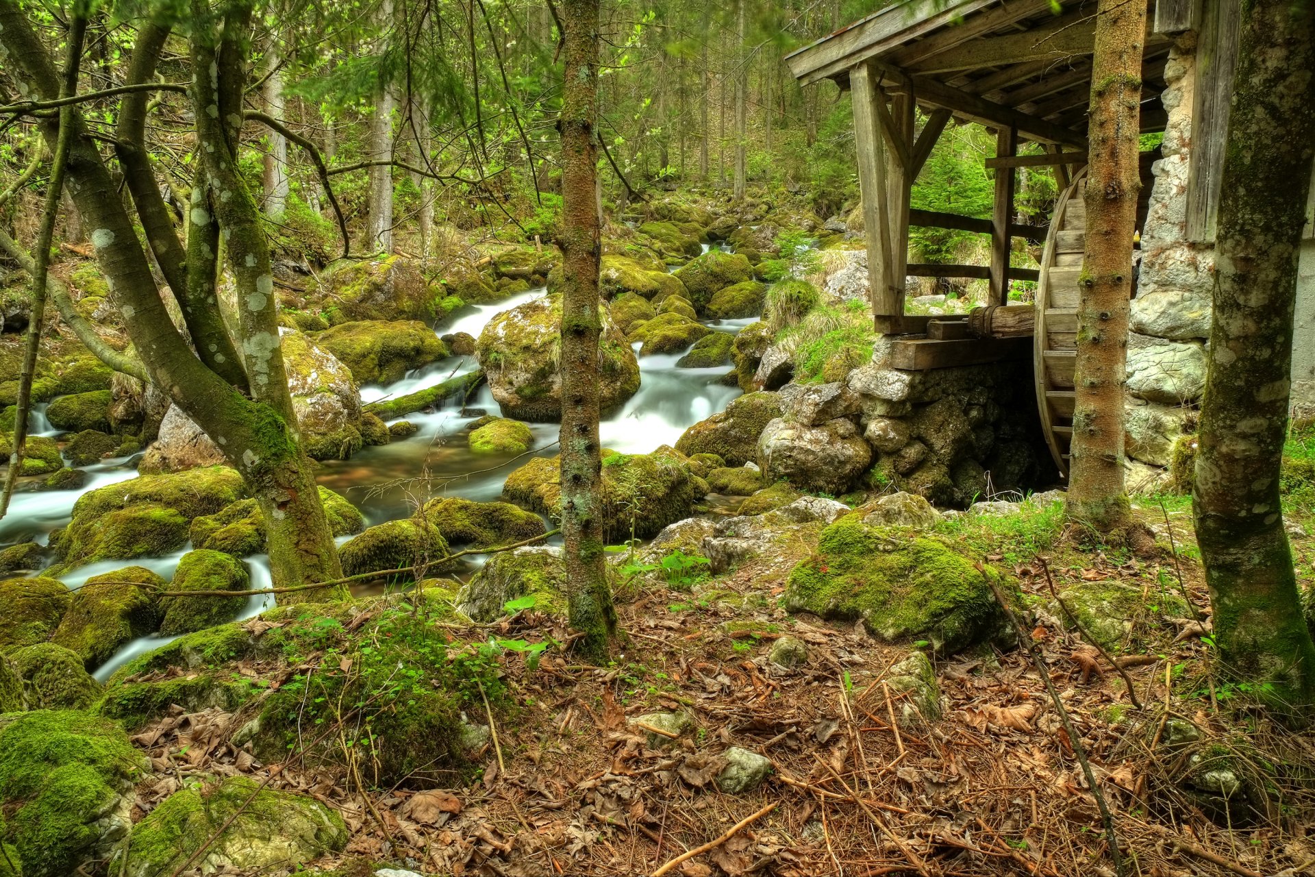 wald bäume fluss bach bach steine mühle