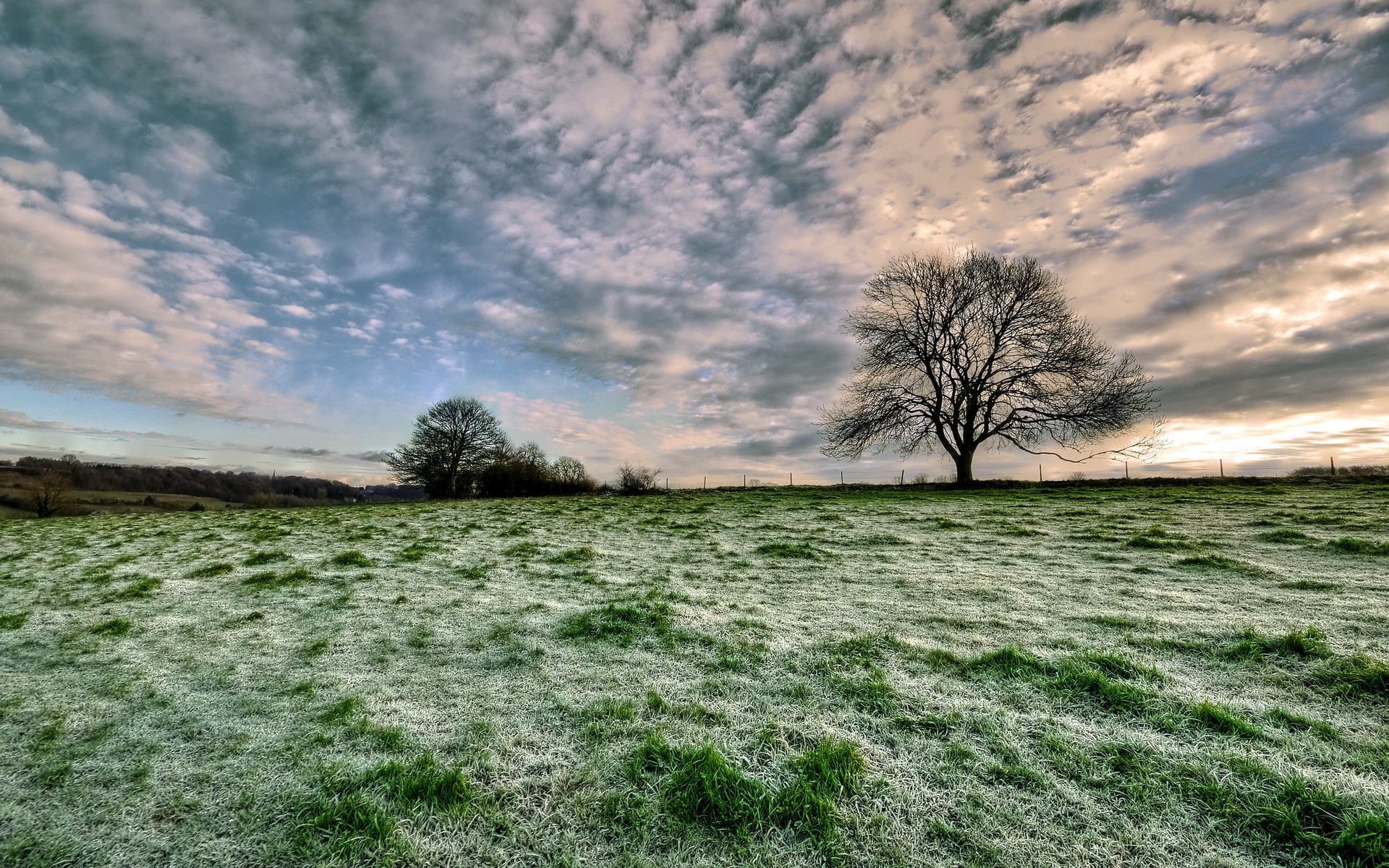 feld baum landschaft