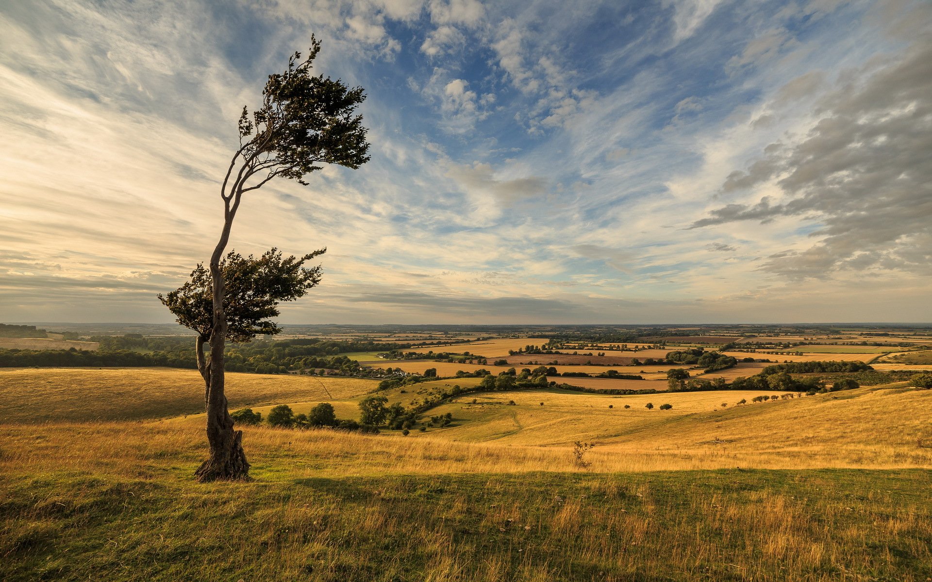 windiger tag landschaft dramatischer himmel baum