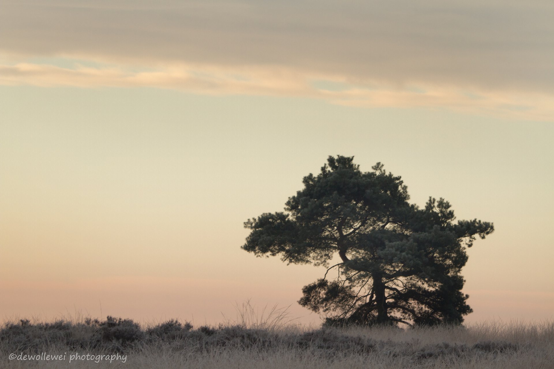 dewollewei erba albero alba