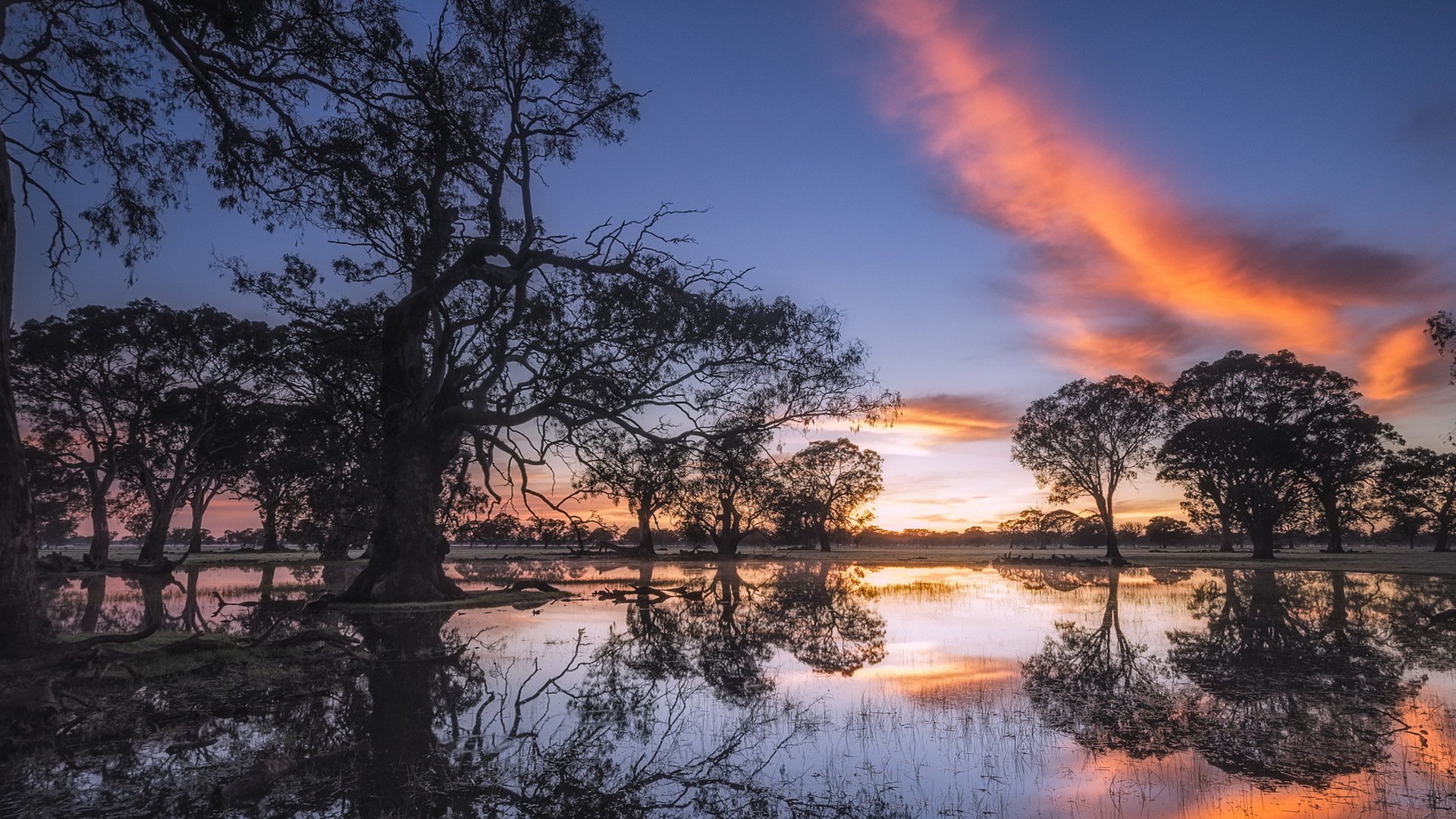 coonawarra australia show of light gum tree