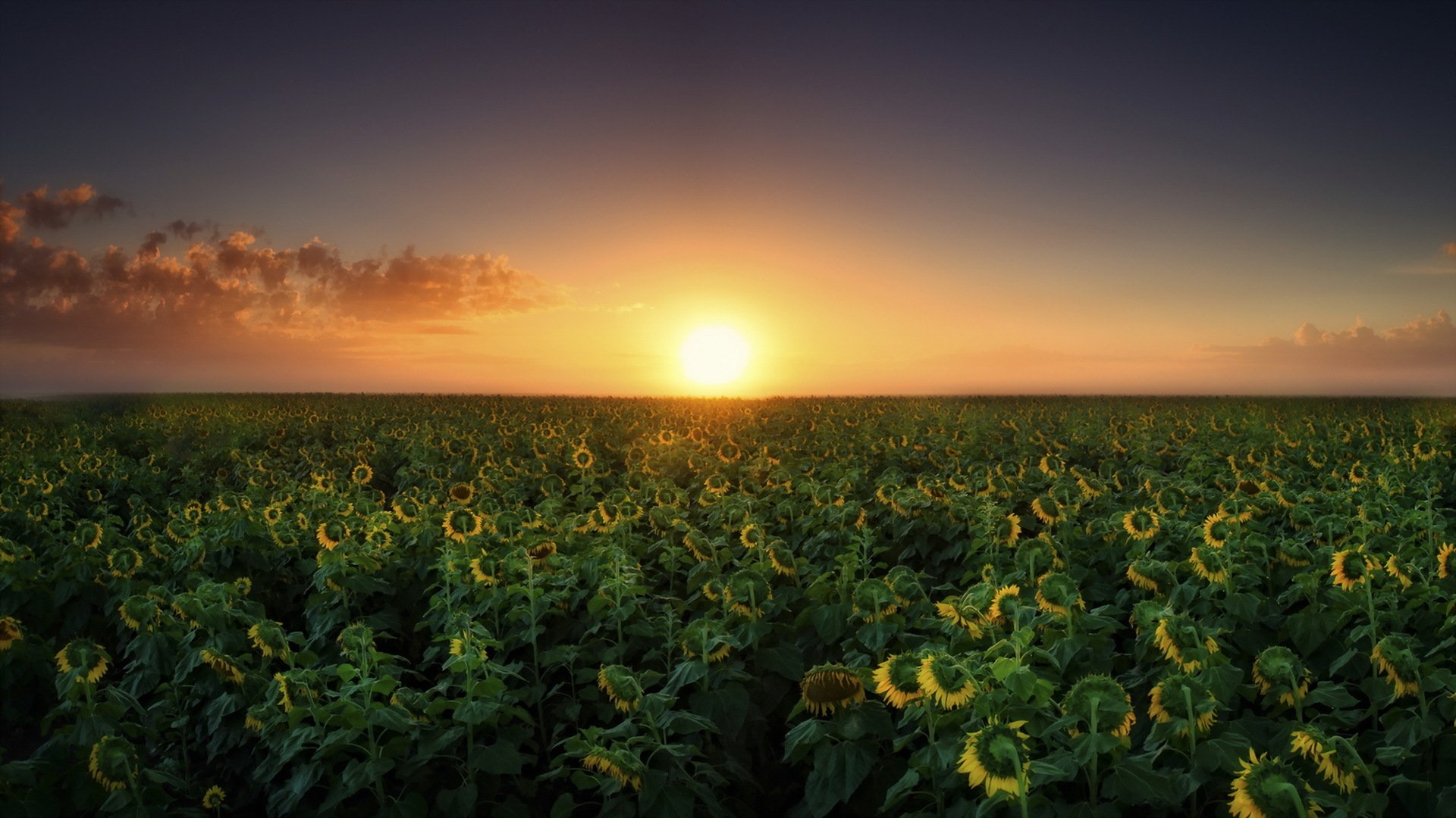 sonnenuntergang feld sonnenblumen landschaft