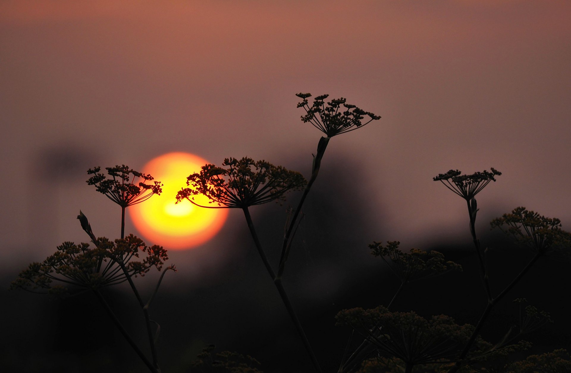 ciel soleil coucher de soleil plante silhouette