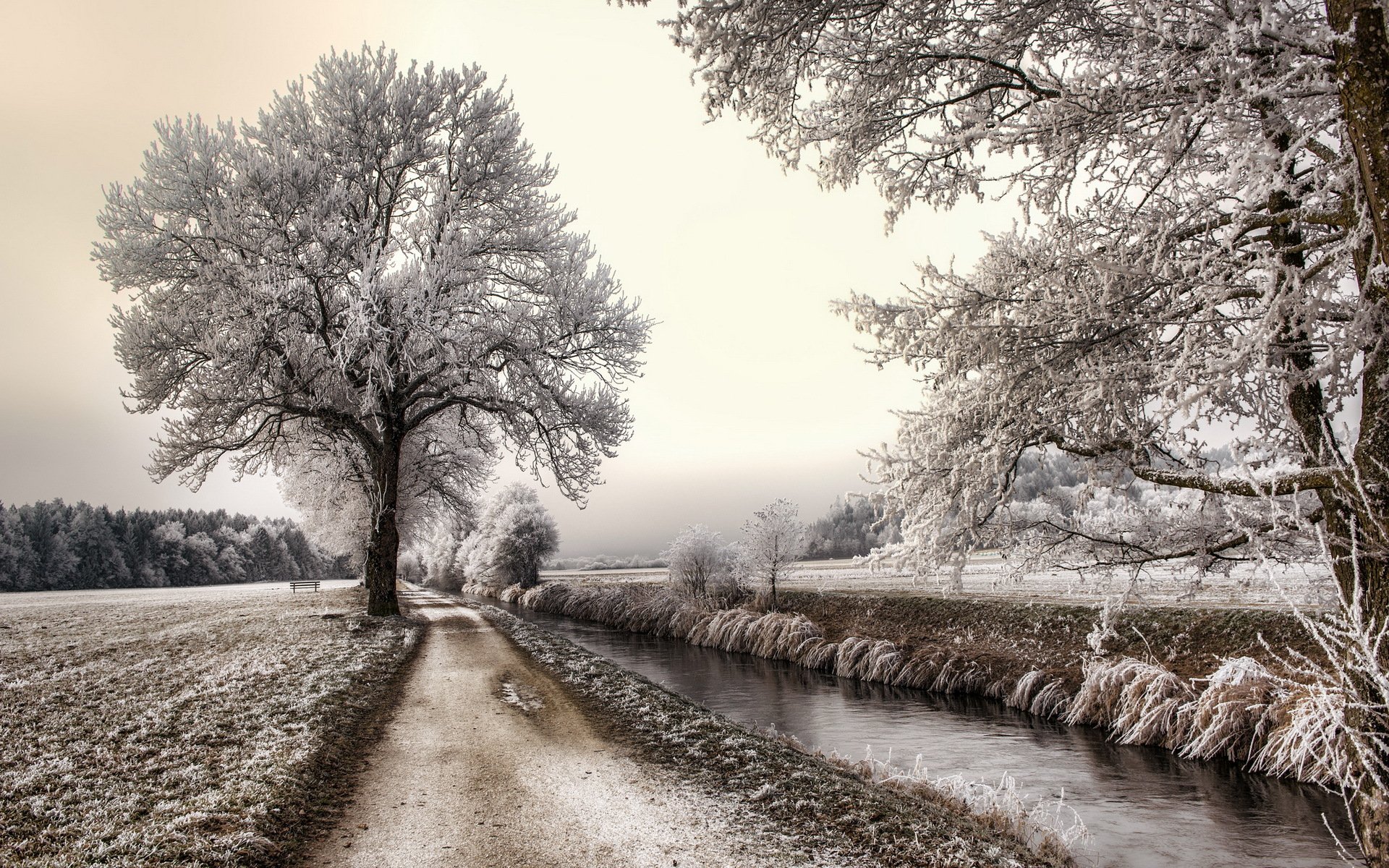 straße kanal bäume frost landschaft