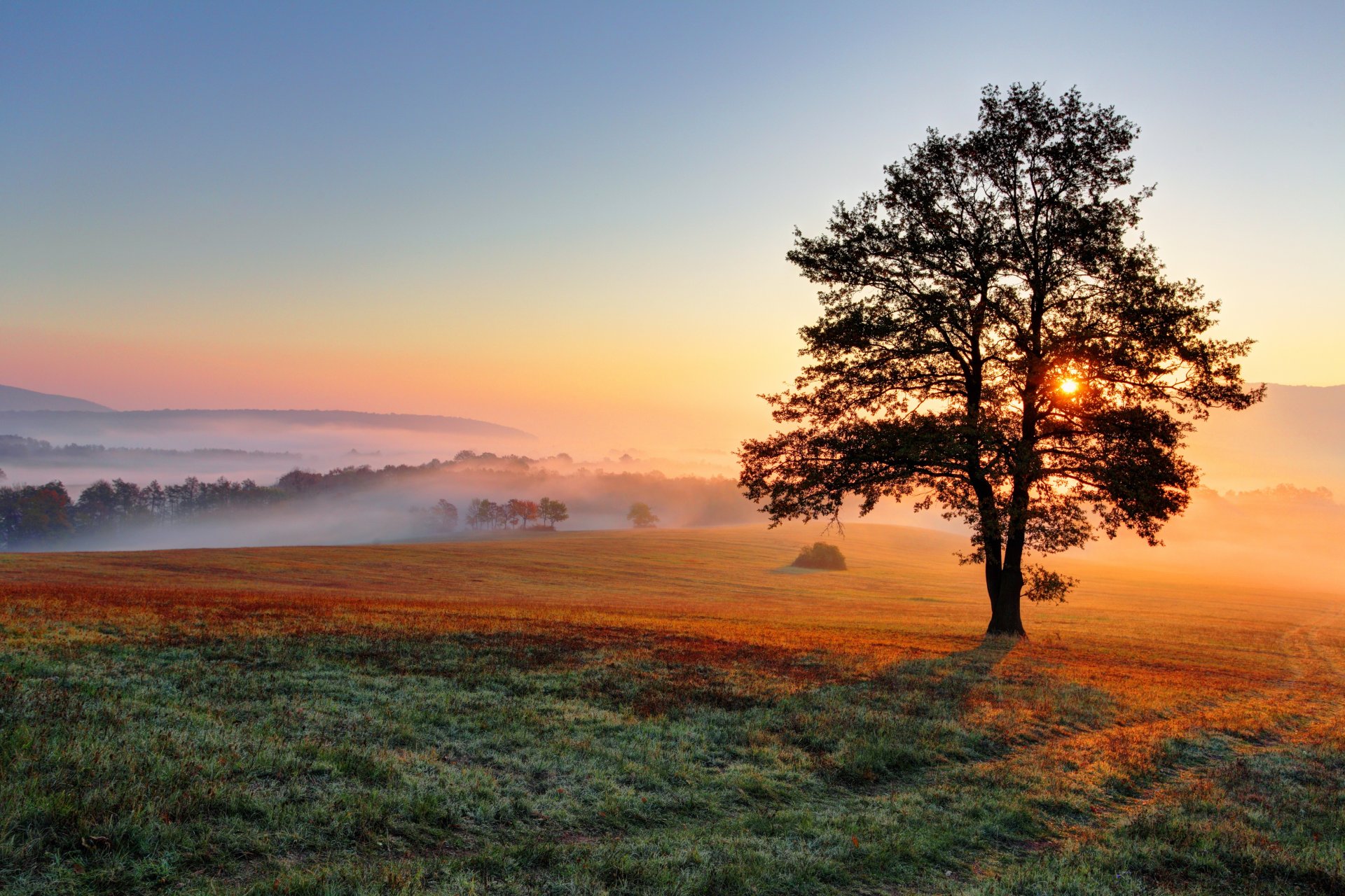 feld baum dämmerung hügel nebel