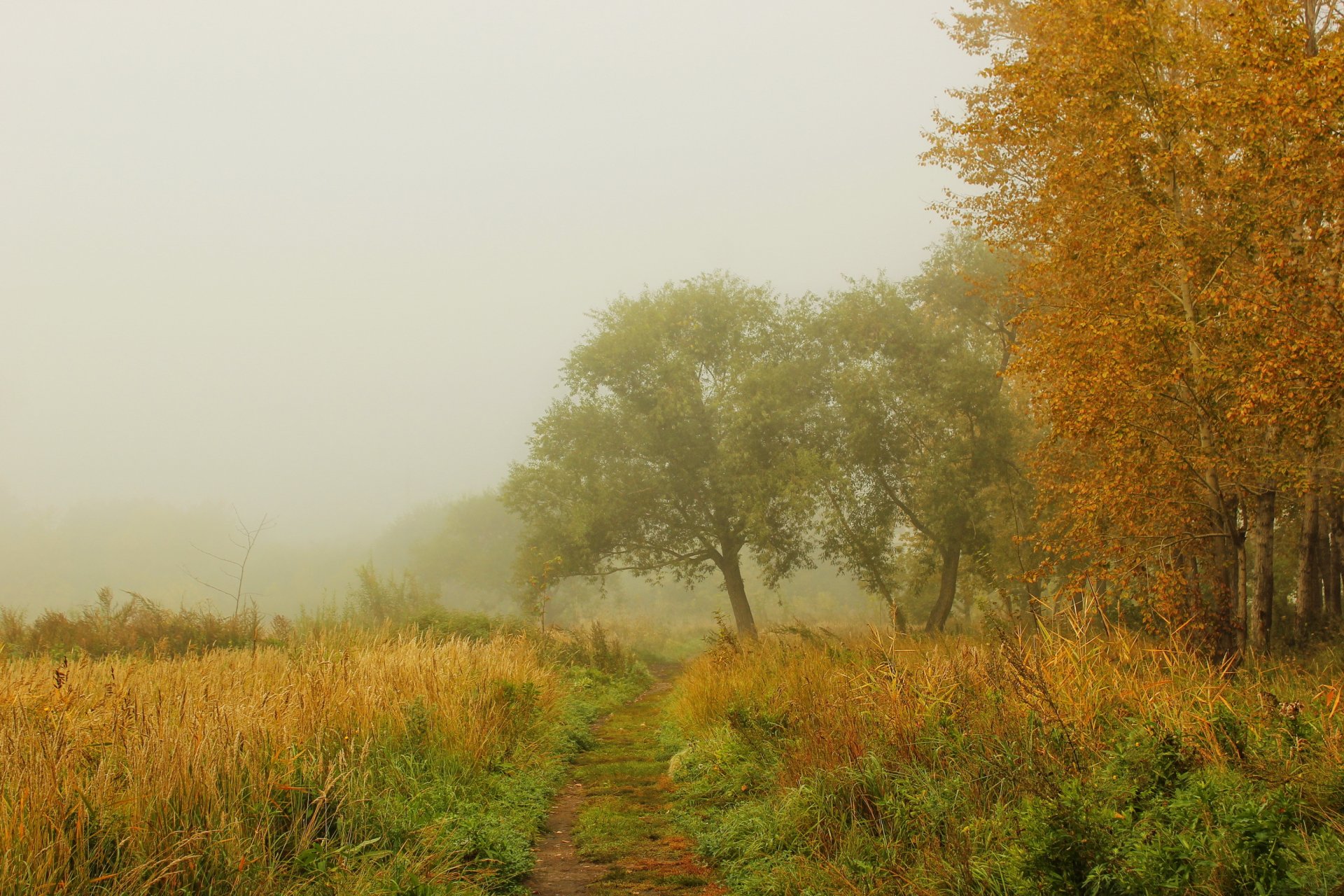 otoño niebla hierba naturaleza camino bosque árboles foto