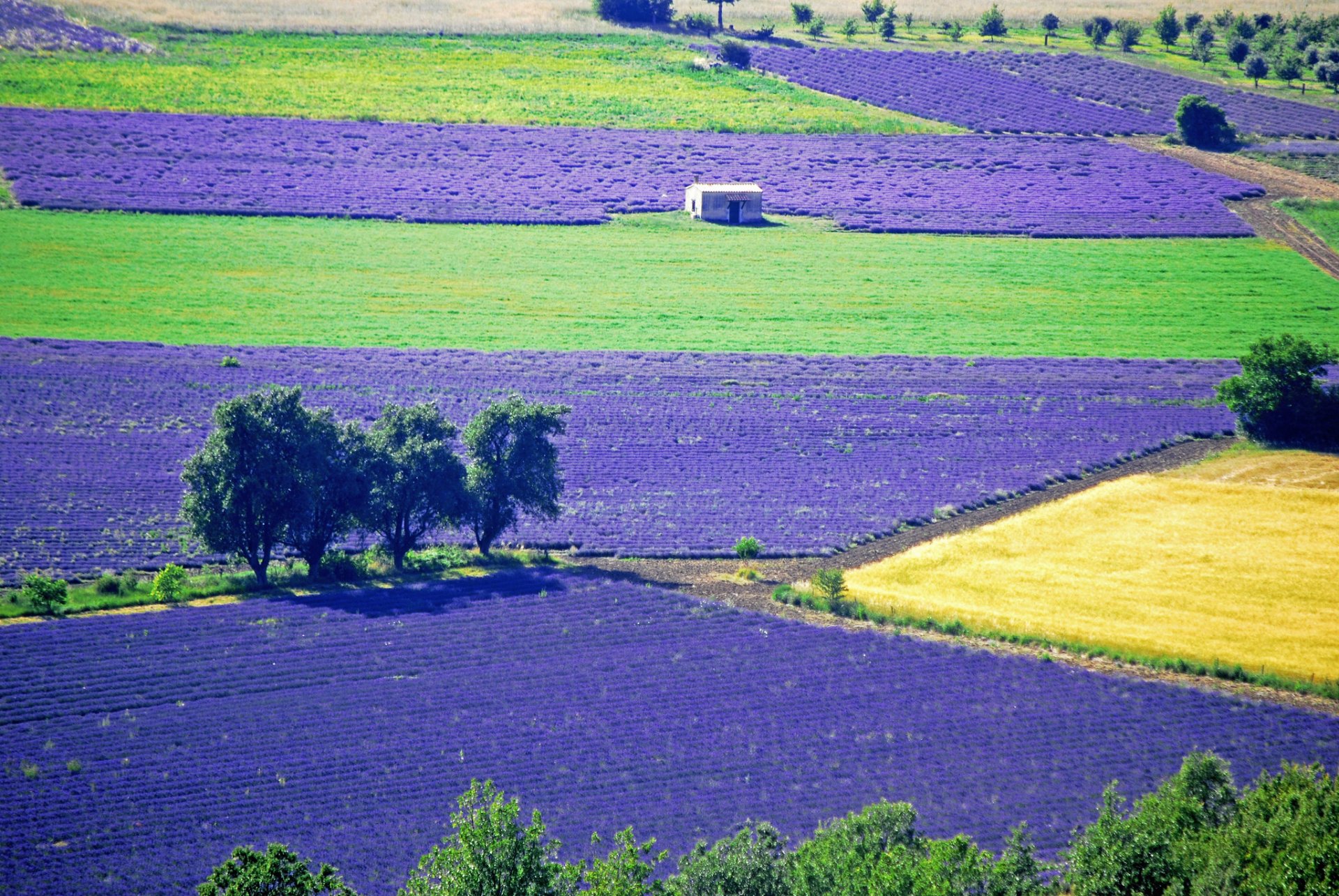 feld plantage blumen lavendel bäume